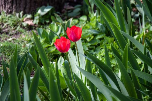 Free stock photo of flower, nature, red Stock Photo