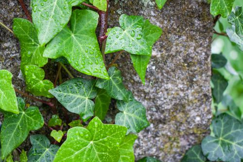Free stock photo of beautiful flower, flora, flower Stock Photo