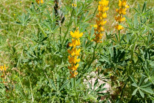 Free stock photo of flower, green, nature Stock Photo