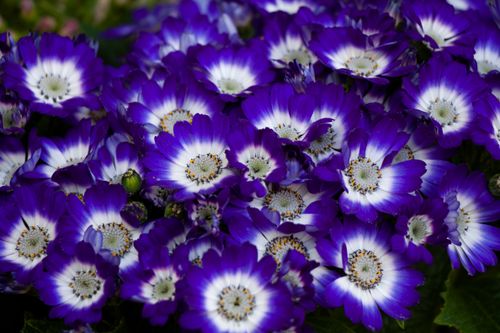 Free stock photo of beautiful flower, flower, green Stock Photo