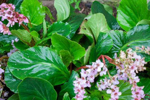 Free stock photo of beautiful, beautiful flowers, flora Stock Photo