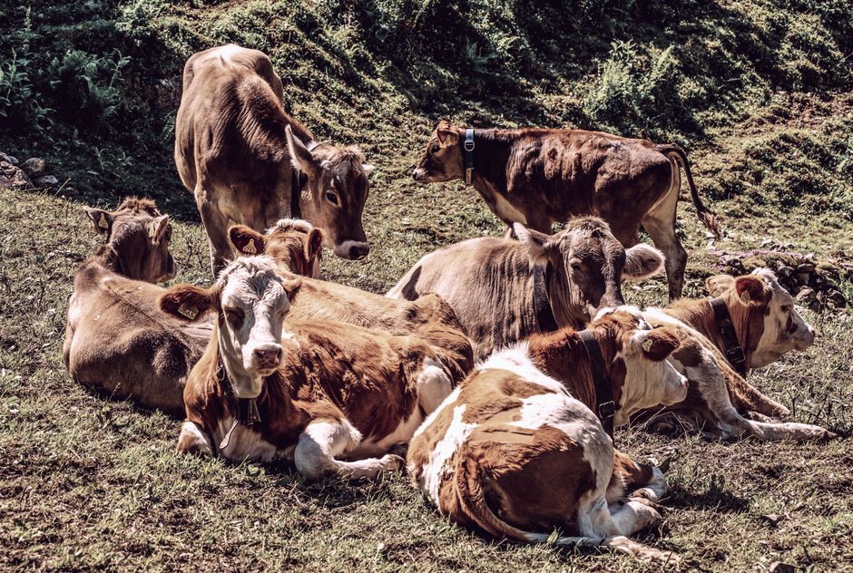 How Often Should You Land and Acreage for Your Cattle? Optimizing Pasture Rotation for Health and Productivity How Often Should You Land and Acreage for Your Cattle? Optimizing Pasture Rotation for Health and Productivity