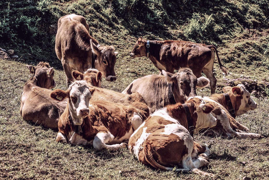 Herd of Brown Cows on Grass Field