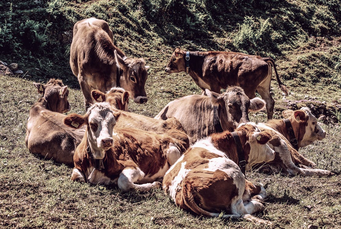 一群動物, 動物攝影, 哺乳動物 的 免费素材图片