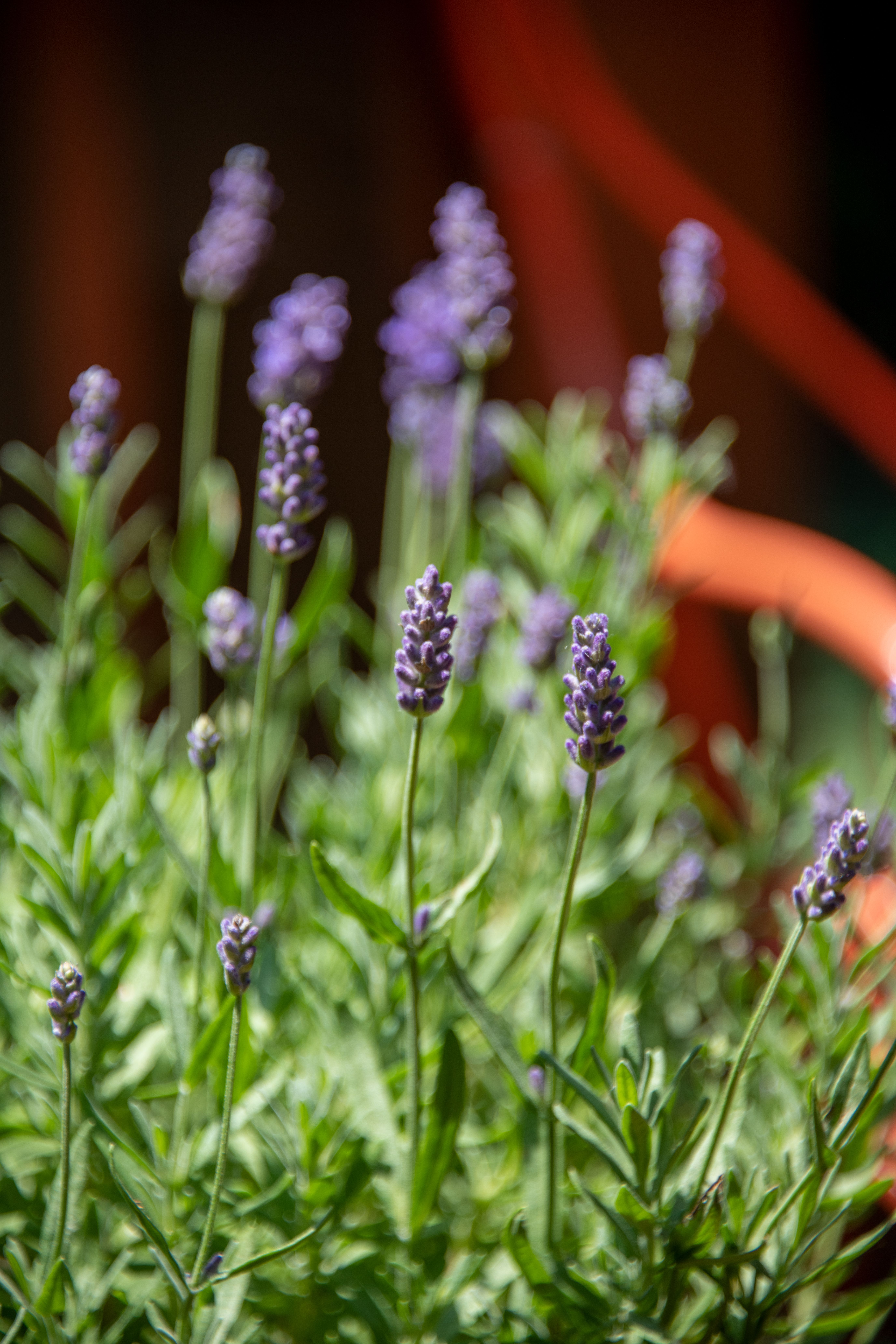 Selective Focus Photo of Purple Flowers · Free Stock Photo