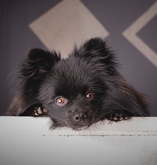 Bezpłatne Darmowe zdjęcie z galerii z czarny pies, czarny pomorski, czystej krwi Zdjęcie z galerii