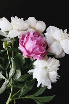 A striking close-up of peony flowers showcasing a pink bloom amidst white petals, perfect for floral-themed designs.