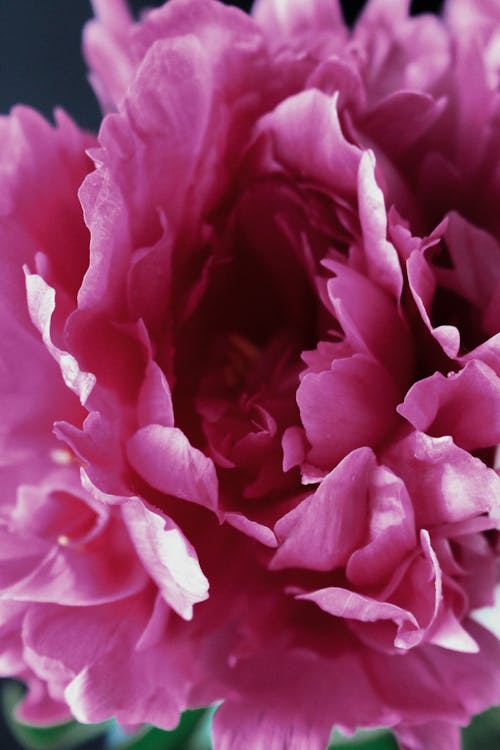 Close Up Photo of Pink Peony Flower