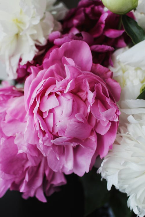 Pink and White Flowers in Bloom