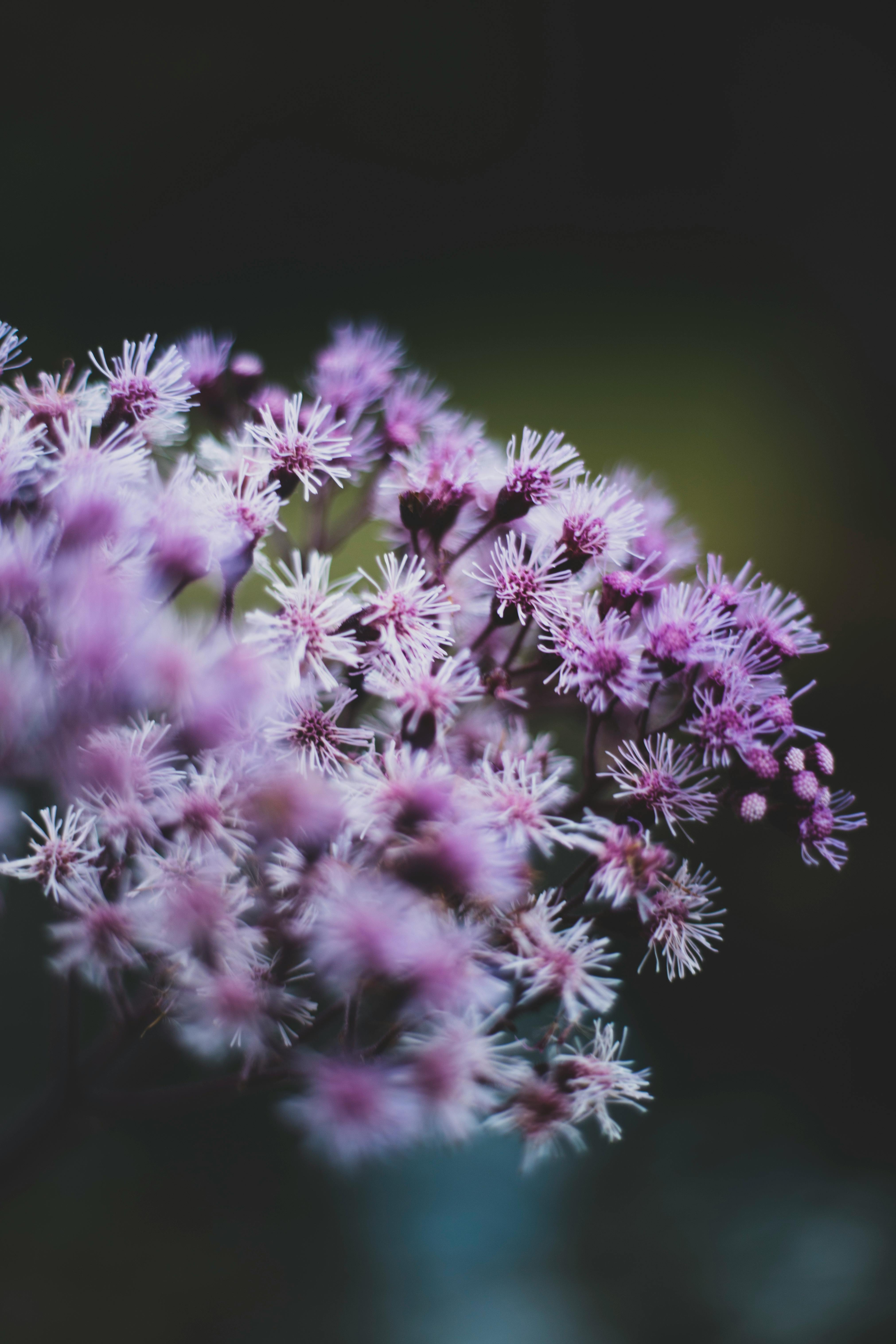 Purple Flowers in Close Up Photography · Free Stock Photo, image size:4044x6066
