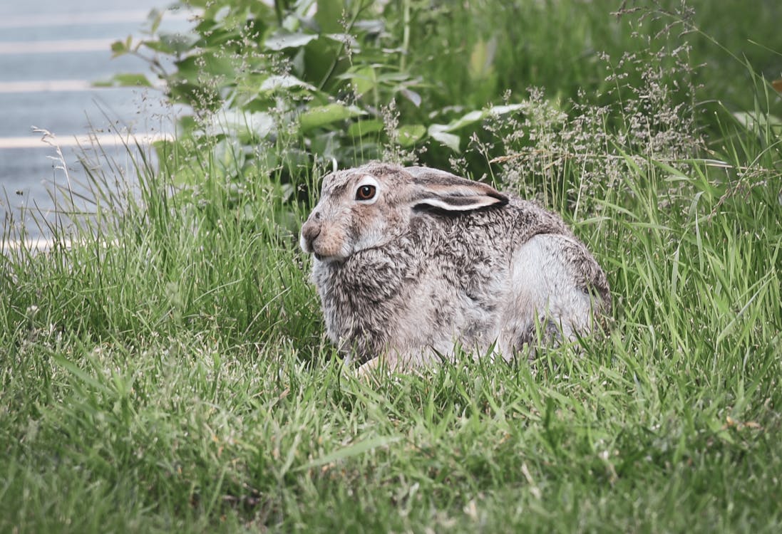 rabbits eat hay