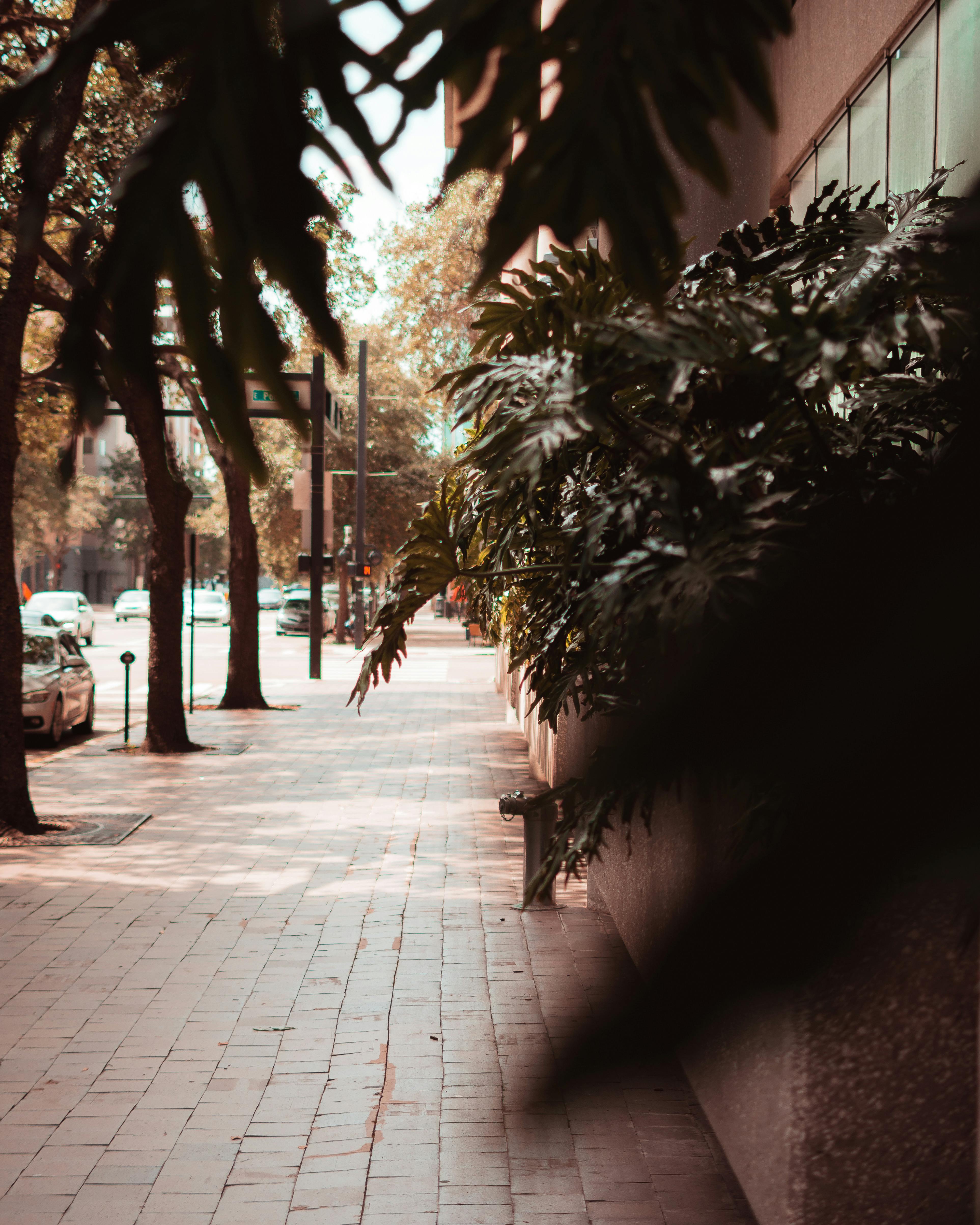 Peaceful urban sidewalk with trees and lush green foliage bathed in soft sunlight, creating a serene city atmosphere.