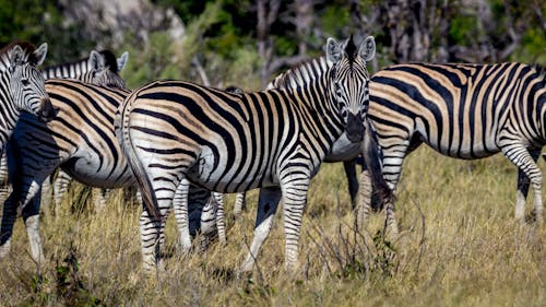 Photo Of Zebras On Grass