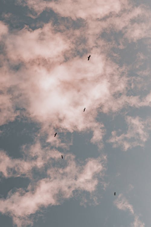 Gratis Foto stok gratis awan, bangsa burung, bayangan Foto Stok