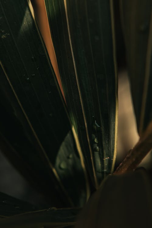 Close-Up Photo Of Green Leaves