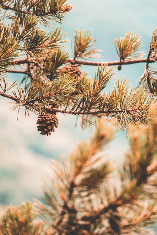 Brown Pine Cone on Brown Tree Branch