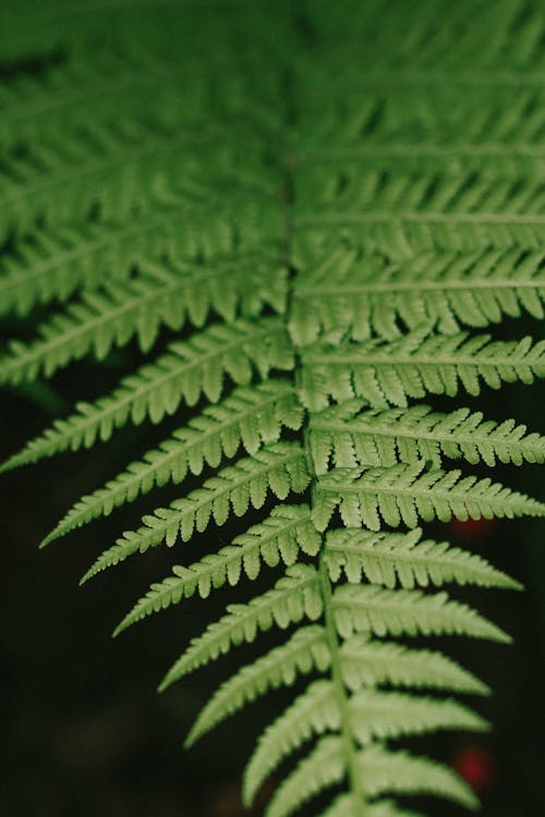 Green Fern Plant in Close Up Photography