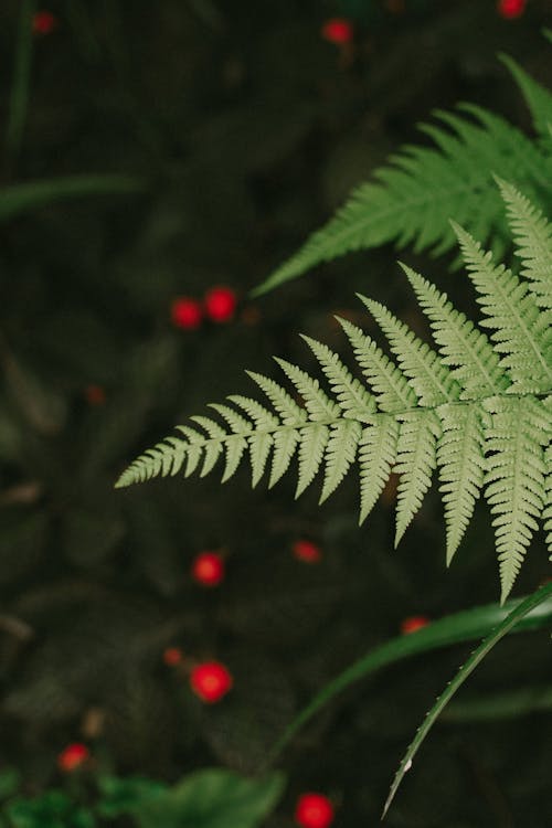 Fronds of a Fern