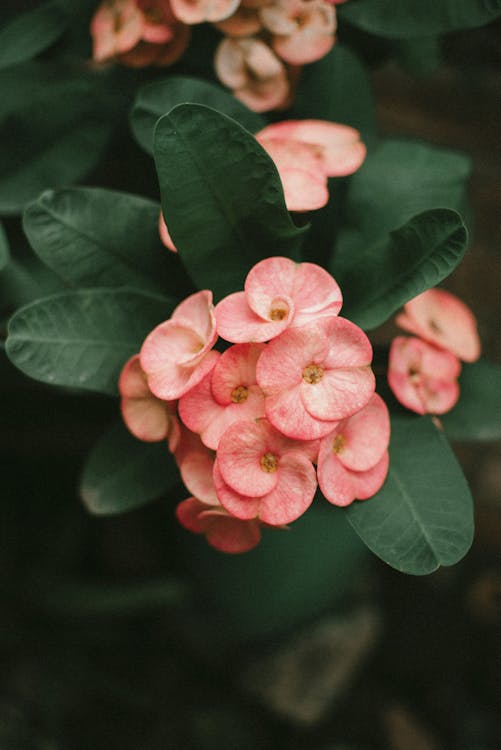 Close-Up Photo Of Pink Flowers