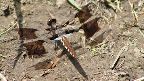 Free stock photo of brown, dirt, dragonfly Stock Photo