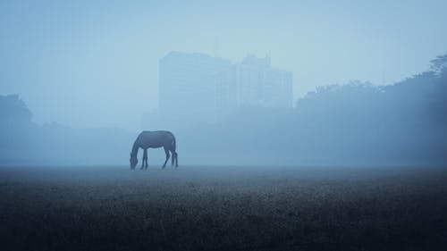 Photos gratuites de animal, bétail, brouillard