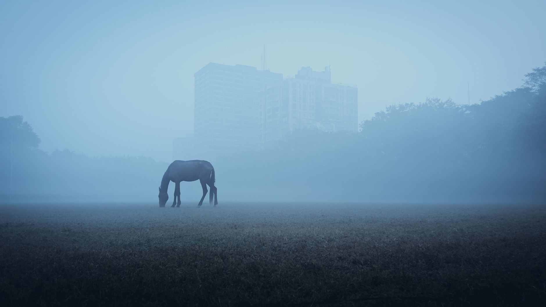 南非賽馬場清晨薄霧中的起跑閘門與整齊草地