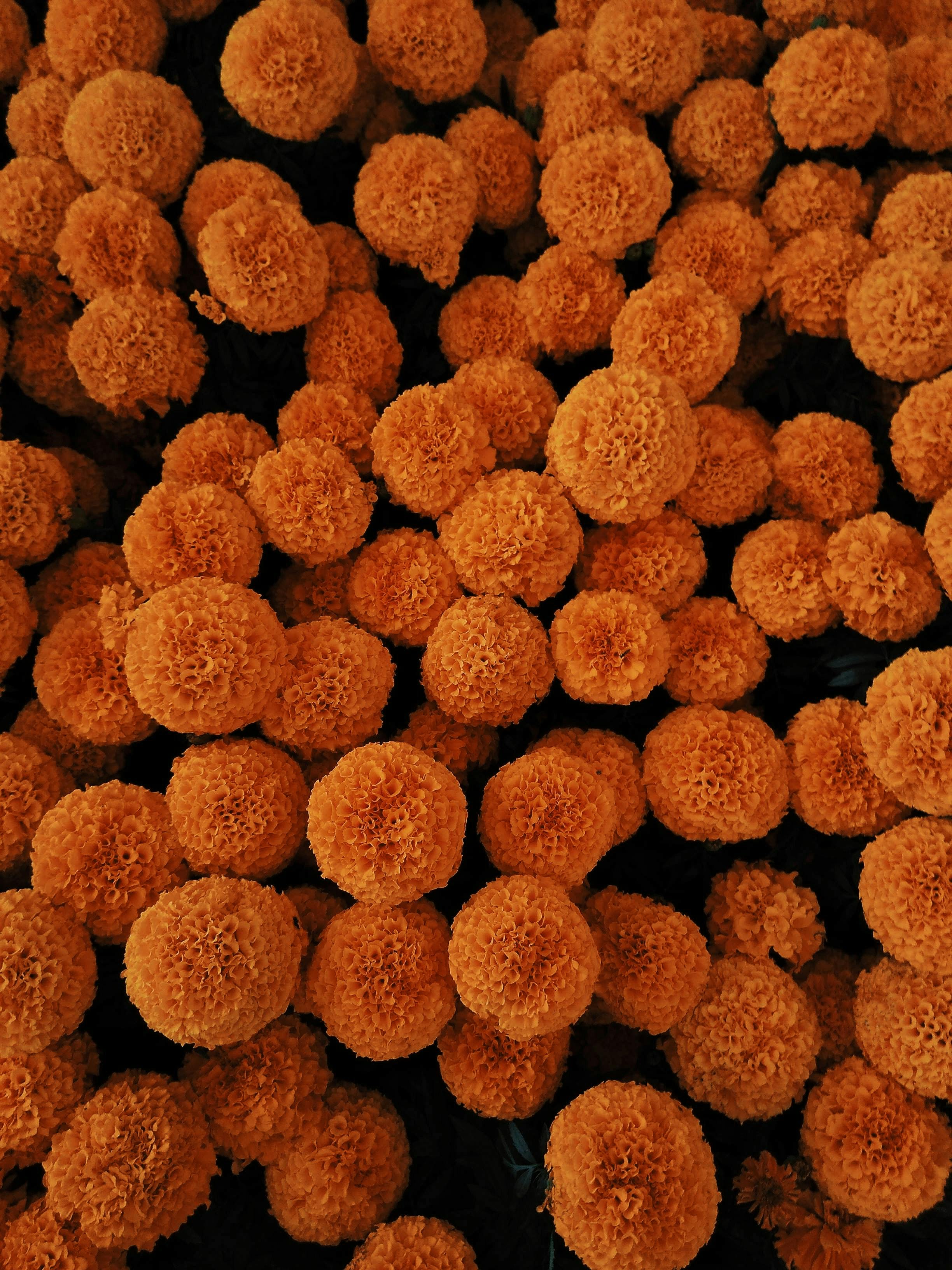 Close-up of vibrant orange marigold flowers with rich texture and depth, perfect for floral themes.