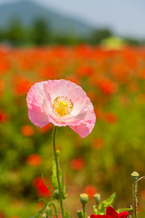 Close-Up Photo Of Pink Flower