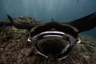 A Close Up of a Manta Ray