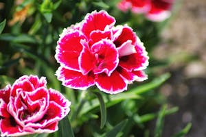 Touch Tank Experience