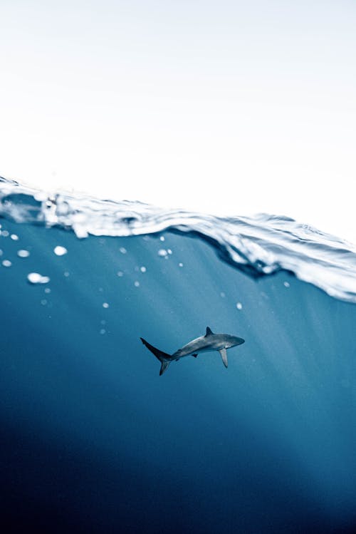 Photo Of Shark Underwater