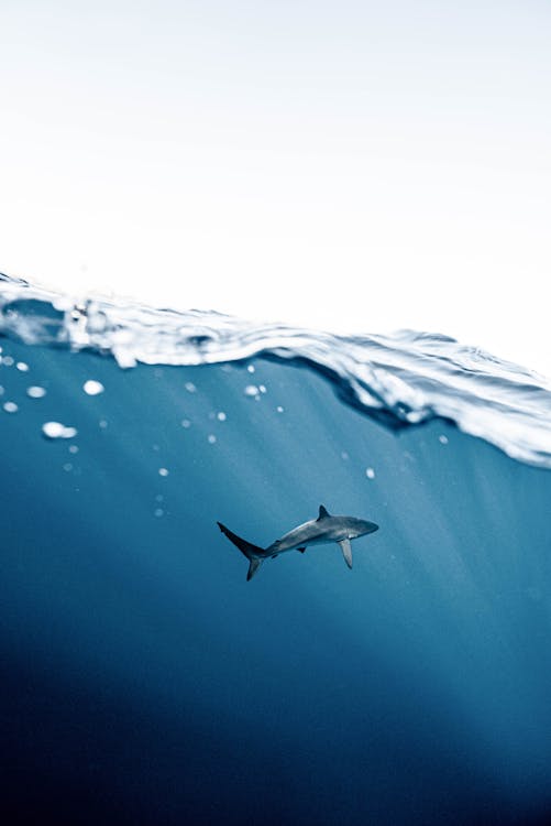 Foto Des Hais Unter Wasser