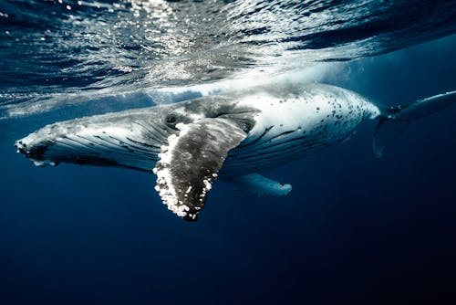 無料 ザトウクジラ水中 写真素材