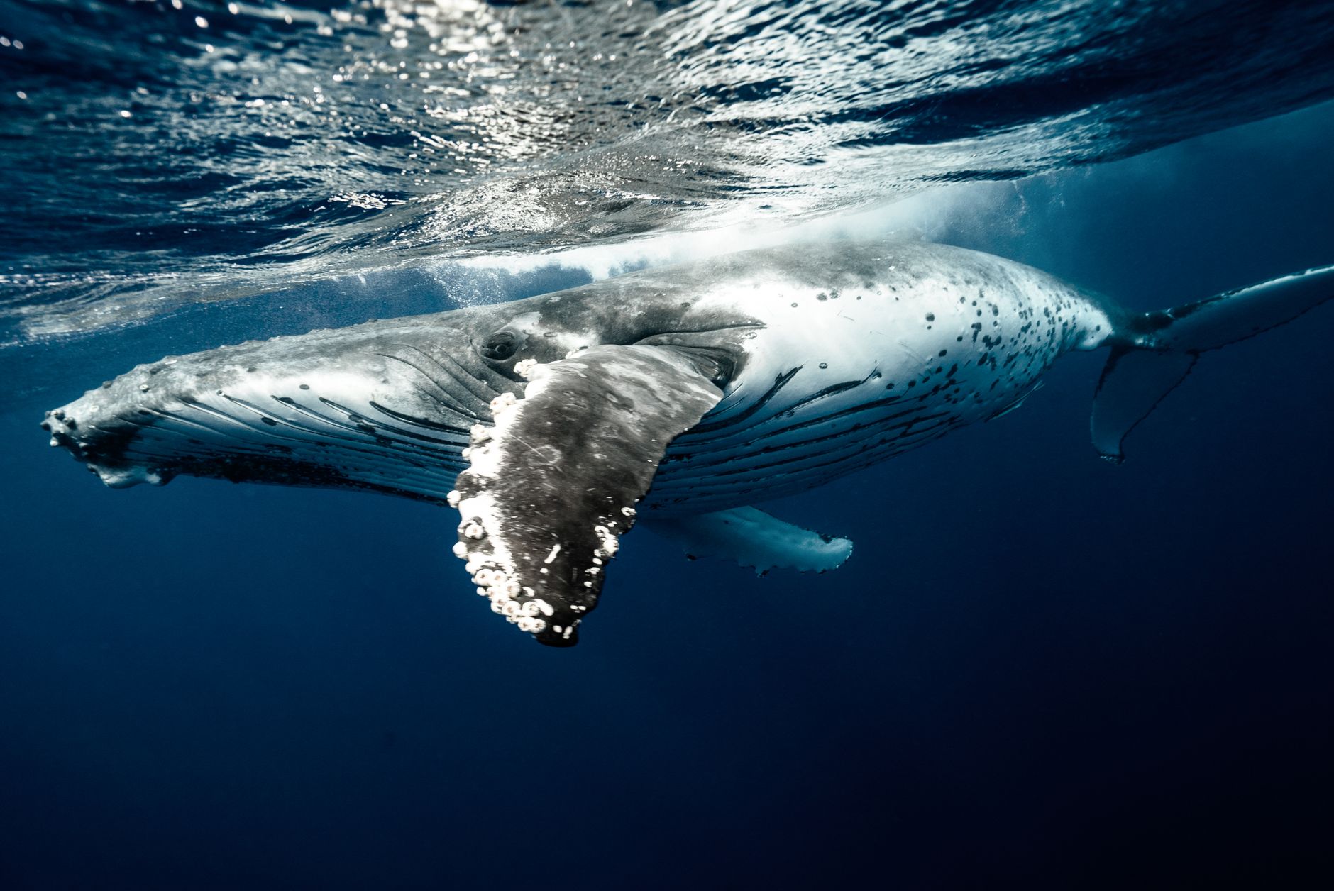 Humpback whale gracefully swimming underwater