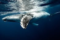 座头鲸在汤加清澈的蓝色海水中优雅地在水下游泳的壮丽景色