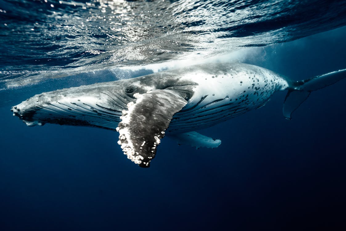 White and Black Whale in Water