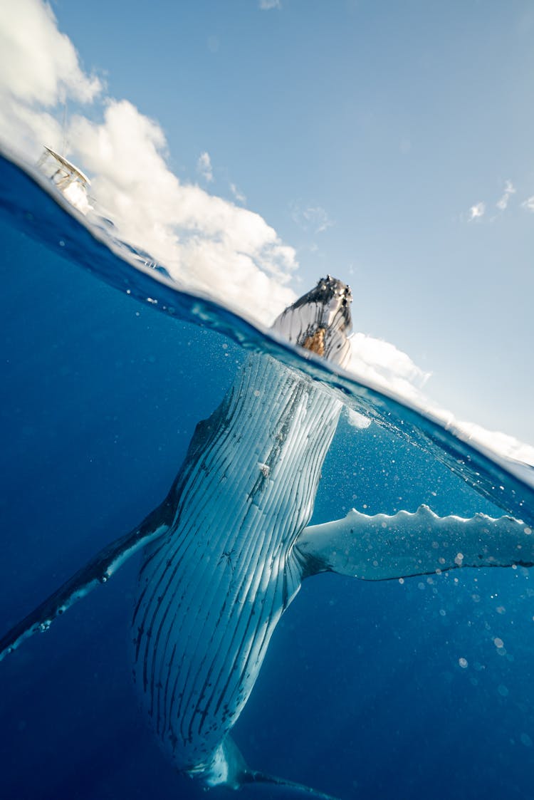 Split Shot Of Whale 