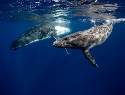 Free Humpback Whales Underwater Stock Photo