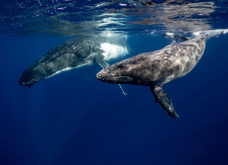 Two humpback whales swimming gracefully in the clear waters of Tonga.