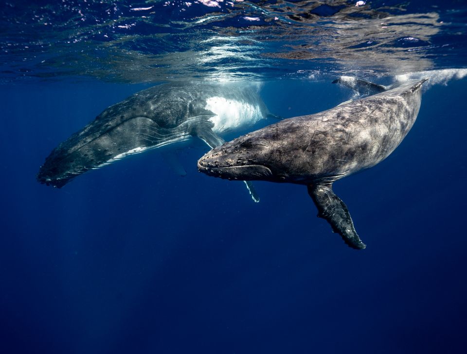in Tonga