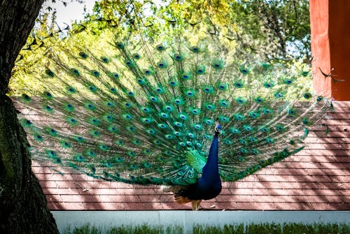 Free stock photo of peacock