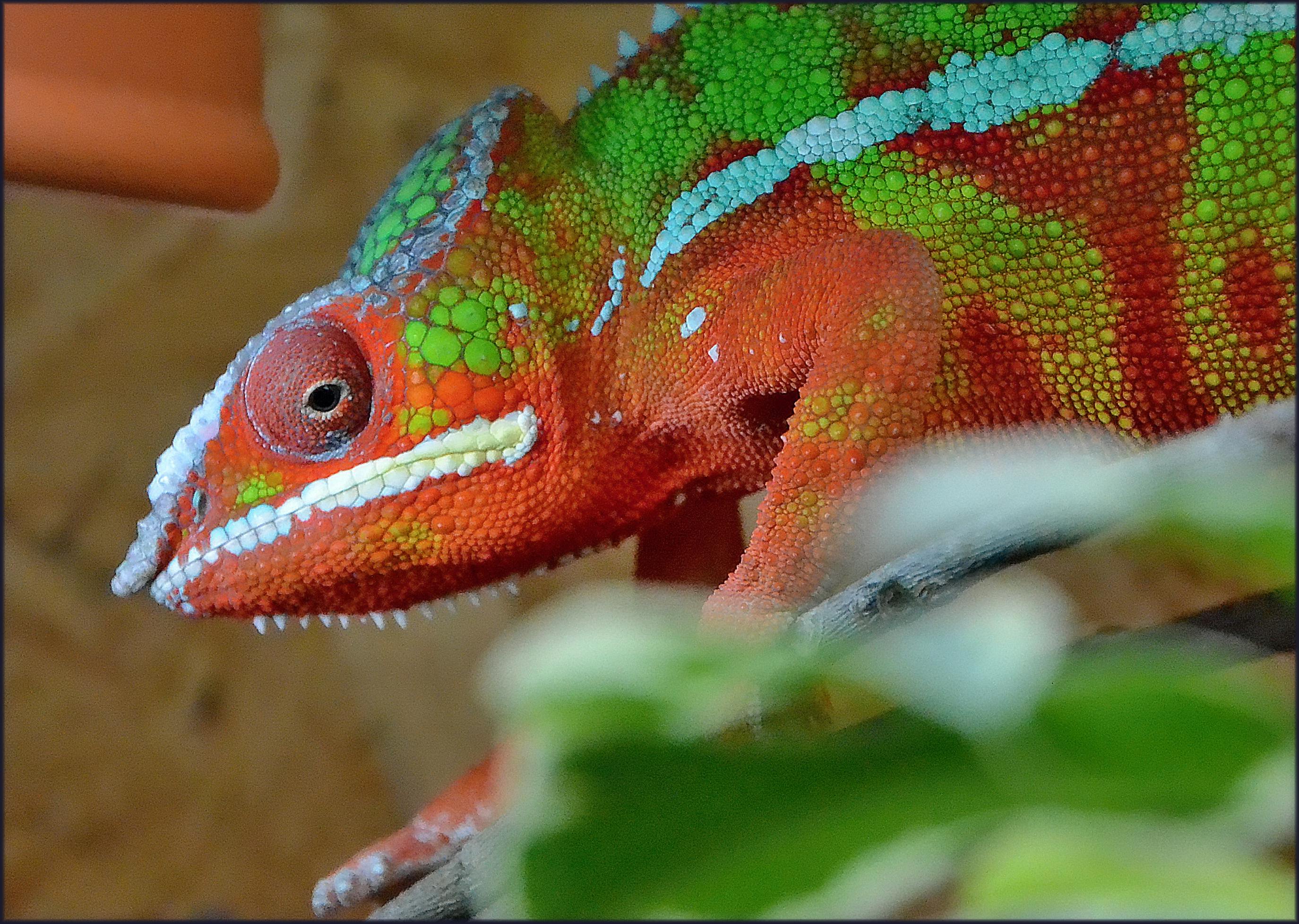 Betrouwbare Features