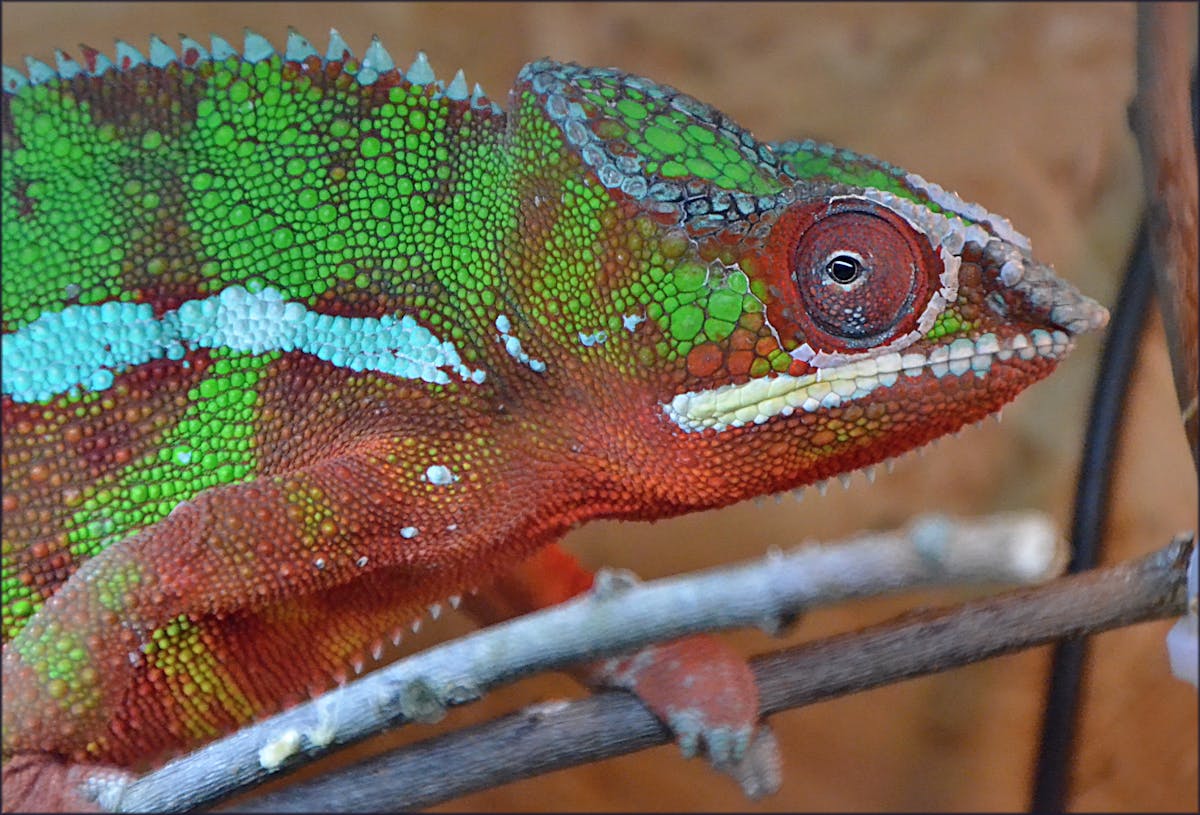 Airplane wing over the Atlantic Ocean at sunset
