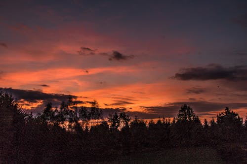 Foto profissional grátis de árvores, céu vermelho, natureza