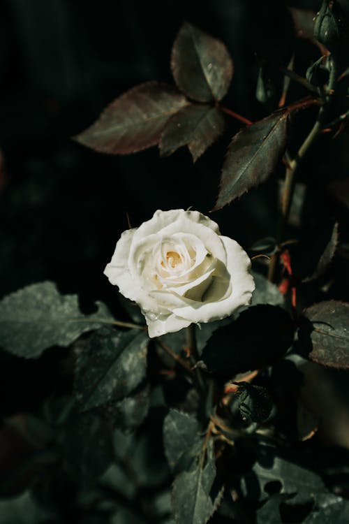 Selective Focus Photo Of White Rose