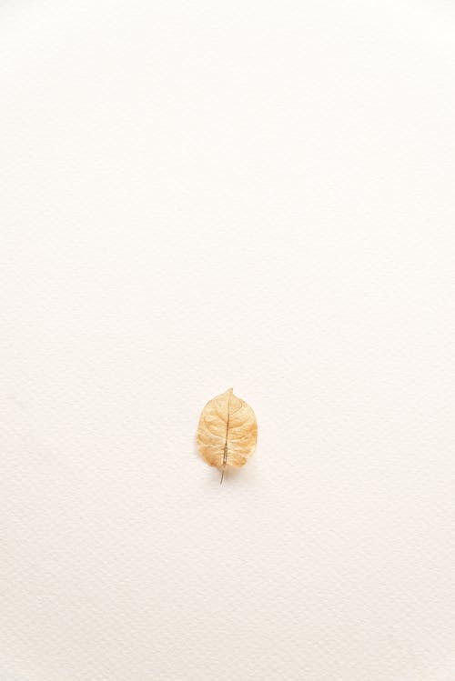 Free Brown Leaf on White Surface Stock Photo