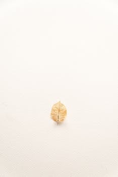 A minimalist photograph of a single dry leaf centered on a white textured background.