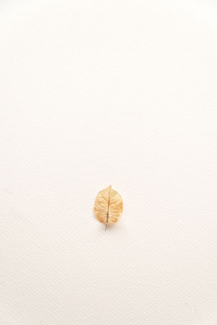 A minimalist photograph of a single dry leaf centered on a white textured background.