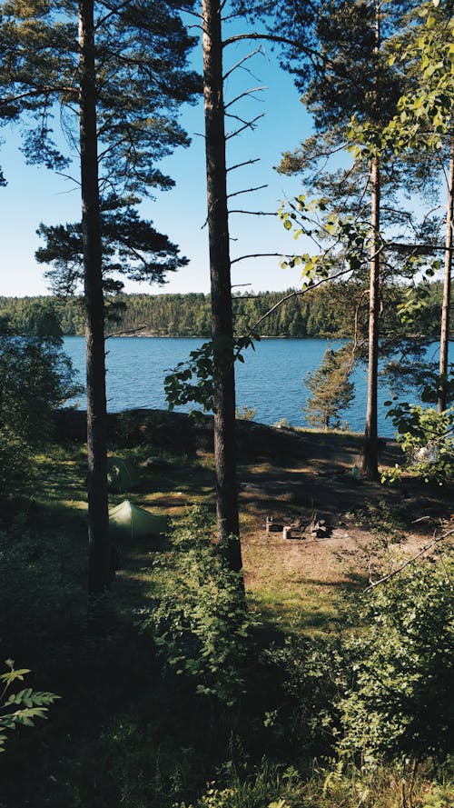 Green Trees Near Body of Water