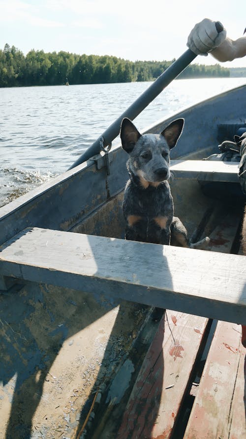 Free Photo Of Dog On Boat Stock Photo